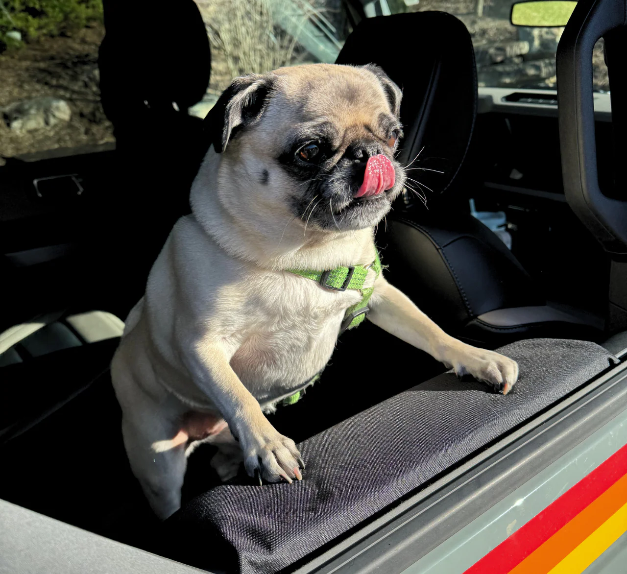 Paw Protector - Image 6